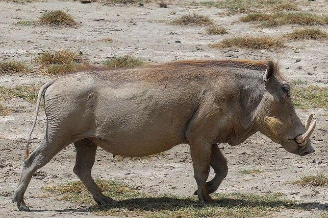 Best Ngorongoro crater Tanzania Safari 1- Day tour Experience - Reaching the crater rim and floor
