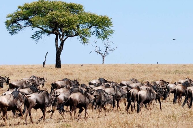 Best Of Six Days Safari Camping safari - Day 6: Lake Manyara and the return to town