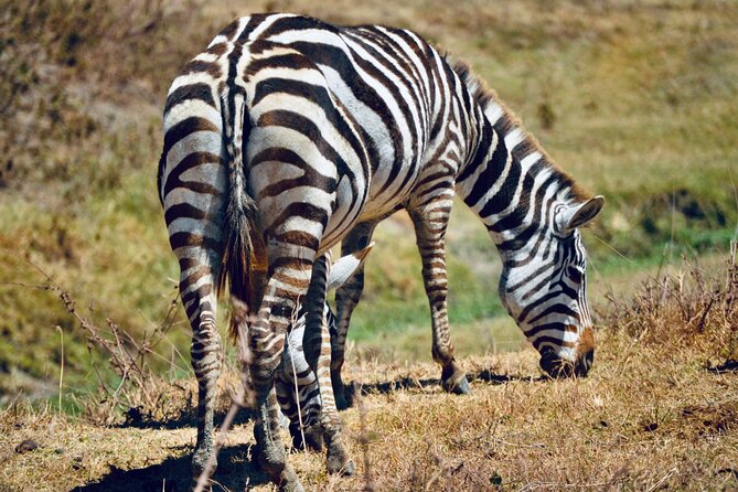 Best Safari and Zanzibar 10-Days Excursions - The Serengeti to Arusha transfer needs careful planning