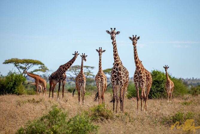 Big Five Classic Safari in Tanzania **Sustainable Travel approach - Four parks, one classic Tanzania safari
