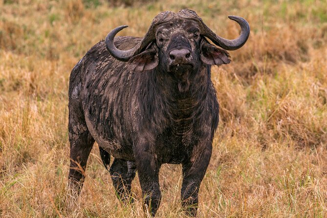Big Five Classic Safari in Tanzania **Sustainable Travel approach - Day 4: A full day among Serengeti predators