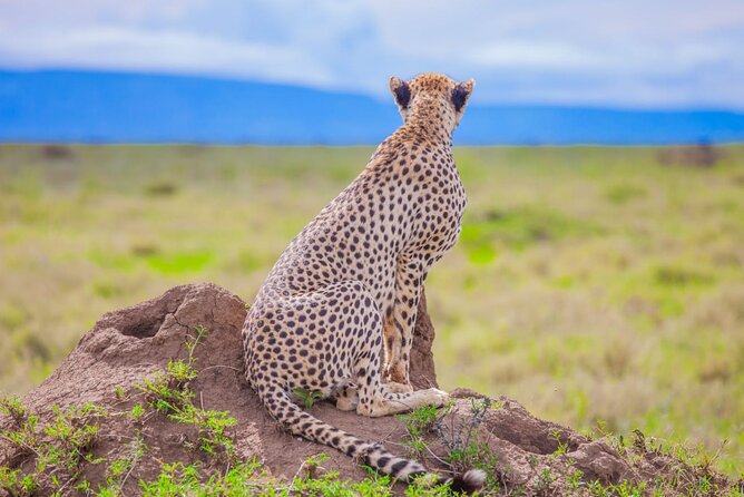Big Five Classic Safari in Tanzania **Sustainable Travel approach - Day 1: A simple arrival in Moshi