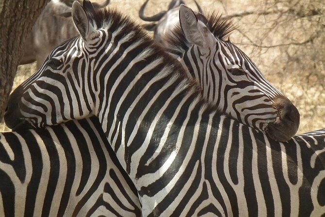 Big Five Luxury 7 Days Safari Tour in Arusha - Day 3: Olduvai Gorge and the long road to Serengeti