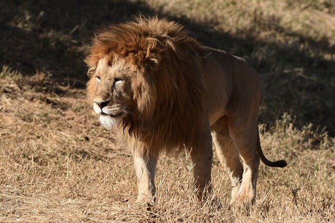 Big Five Luxury 7 Days Safari Tour in Arusha - Day 4: A full day where the safari earns its keep