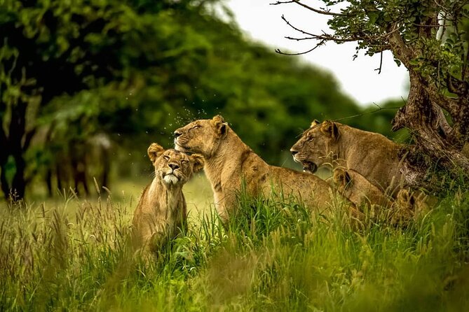 Big Five Luxury 7 Days Safari Tour in Arusha - Day 5: Ngorongoro Crater and the best rhino odds