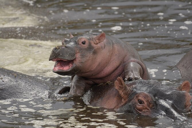 Big Five Luxury 7 Days Safari Tour in Arusha - Day 6: Lake Manyara as a gentler final park