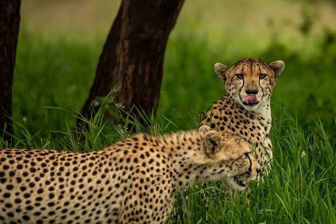 Big Five Luxury 7 Days Safari Tour in Arusha - Day 7: A quiet morning and airport transfer