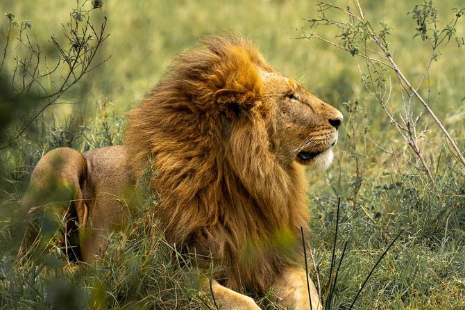 Big Five Luxury Safari in Tanzania - Why this northern Tanzania route works