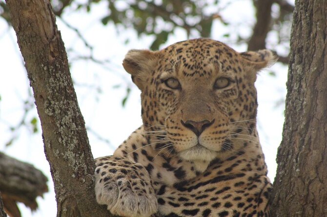 Big Five Luxury Safari in Tanzania - Day 2: Lake Eyasi and a route detail to check