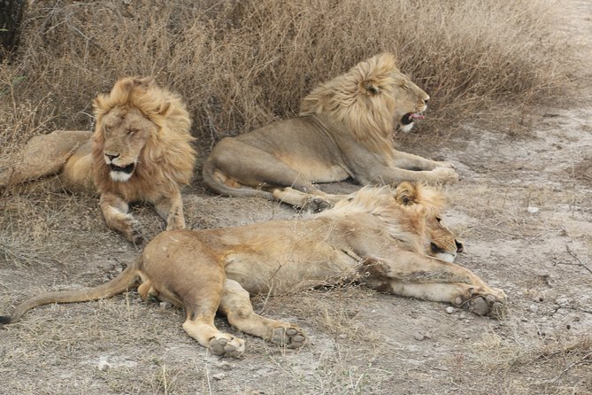 Big Five Luxury Safari in Tanzania - Day 3: Entering the Serengeti by road