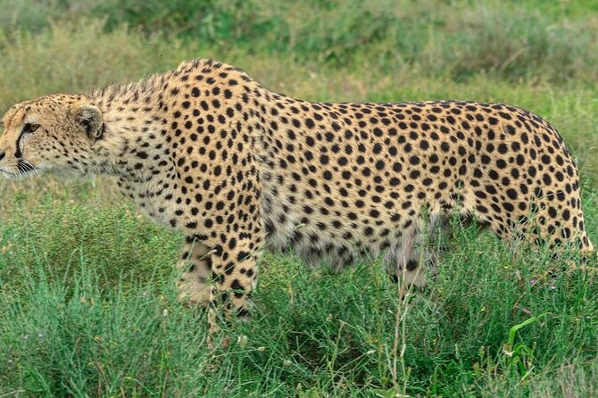 Big Five Luxury Safari in Tanzania - Day 4: A full Serengeti day
