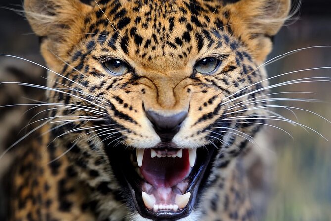 Big Five Luxury Safari in Tanzania - Day 5: Down into Ngorongoro Crater