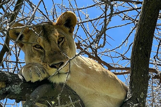 Big Five Luxury Safari in Tanzania - Day 7: A quiet morning before departure
