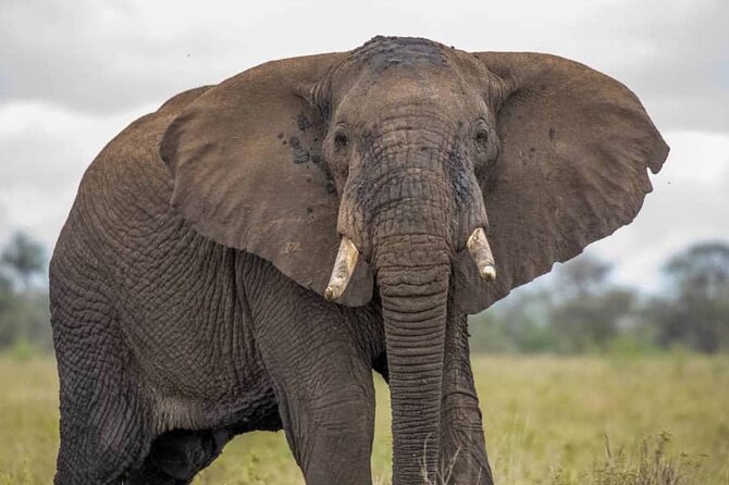 Big Five Luxury Safari in Tanzania - Day 1: Tarangire’s river and giant baobabs