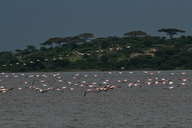 Big Five Safari In Tanzania - Day Five: A Full Day in the Serengeti