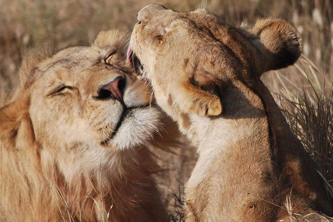 Big Five Safari In Tanzania - Day Three: Lake Manyara’s Forest and Open Plains