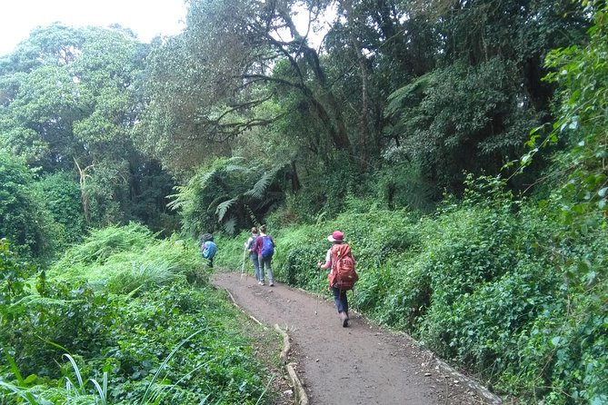Book Day Hike at Rau Forest Reserve, Near Moshi Town in Tanzania - Rau Forest at a glance