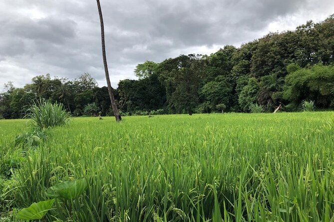 Book Day Hike at Rau Forest Reserve, Near Moshi Town in Tanzania - Trees with medicinal and spiritual meaning