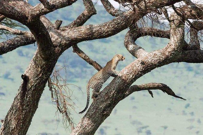 Camping to Serengeti & Ngorongoro Premium Parks - The guide makes the difference