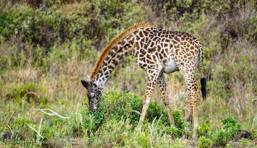 Cheap Tanzania safari: 2 Days Selous from zanzibar - Key Points