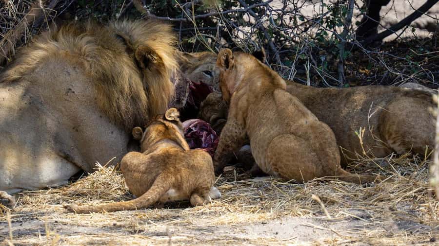 Cheap Tanzania safari: 2 Days Selous from zanzibar - Bush Lunch Keeps the Day Moving