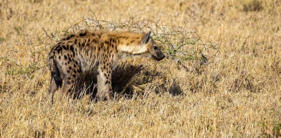 Cheap Tanzania safari: 2 Days Selous from zanzibar - Africa Safari Selous: A Practical Overnight Base