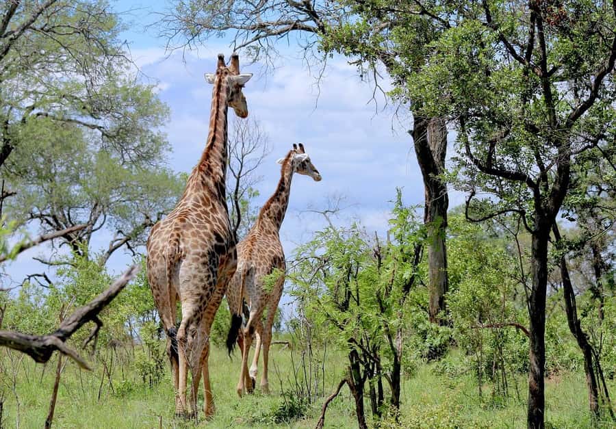 Cheap Tanzania safari: 2 Days Selous from zanzibar - What the $880 Price Really Covers