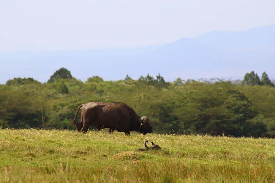 Cheap Tanzania safari: 2 Days Selous from zanzibar - Who Will Enjoy This Safari Most