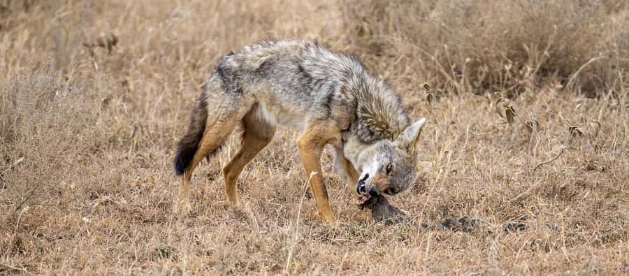 Cheap Tanzania safari: 2 Days Selous from zanzibar - Your First Game Drive Begins at the Airstrip
