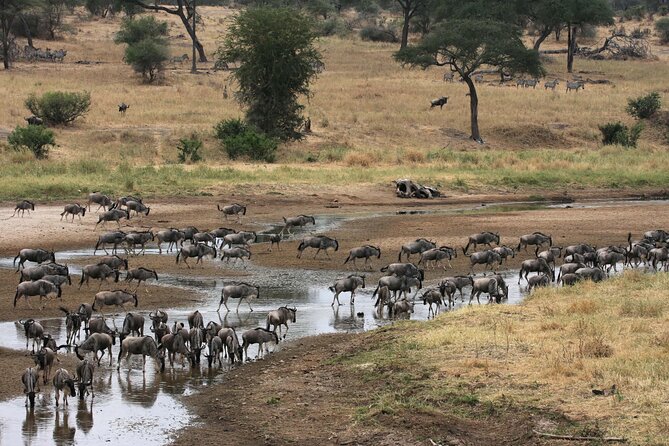 Classic 4-Day Tanzania Safari: Tarangire, Serengeti & Ngorongoro - Day 3: One last Serengeti drive, then the crater rim
