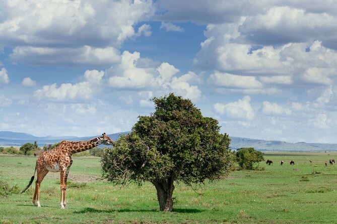 Classic 4-Day Tanzania Safari: Tarangire, Serengeti & Ngorongoro - Day 4: Wildlife inside Ngorongoro Crater