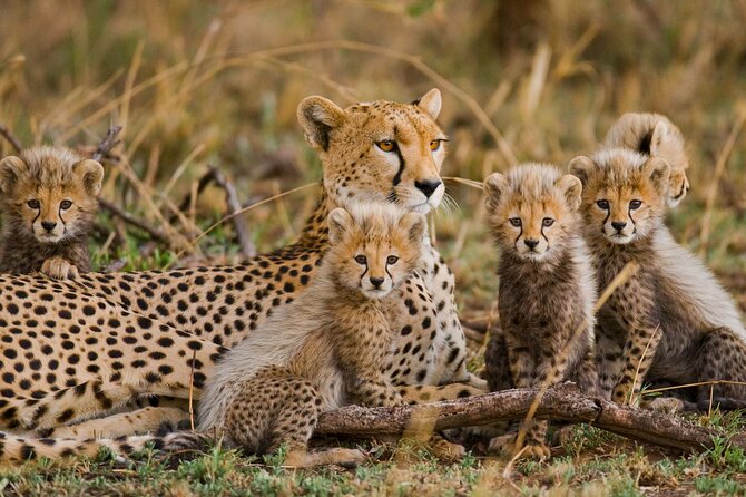 Classic 4-Day Tanzania Safari: Tarangire, Serengeti & Ngorongoro - What the $1,650 price includes