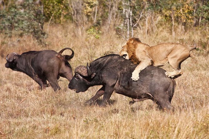 Classic 4-Day Tanzania Safari: Tarangire, Serengeti & Ngorongoro - Guides, vehicle comfort, and the human side