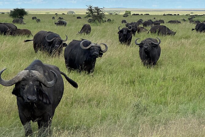 Classic 4-Day Tanzania Safari: Tarangire, Serengeti & Ngorongoro - Day 2: The long road to the Serengeti