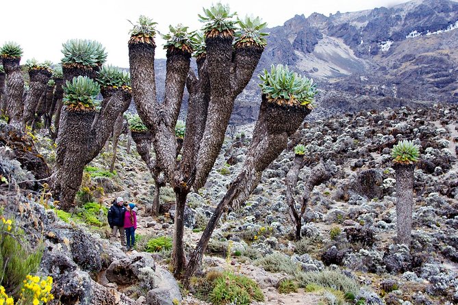 Climb Mount Kilimanjaro: 7 Days Machame Route - Key points to know before booking