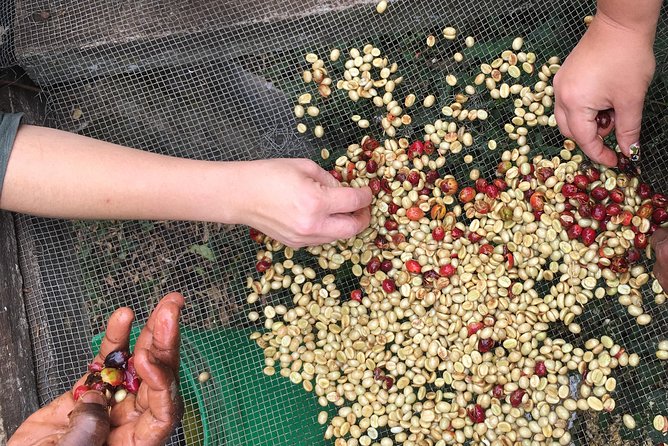 Coffee tour and Buffet Lunch with Kingstone Asilia (Arusha) - What the $55 price really covers