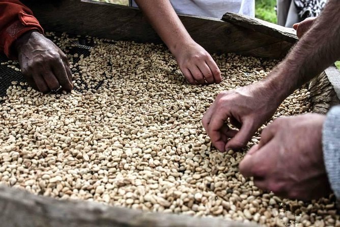 Coffee walk day trip - Following the beans to the roaster