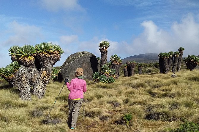 Conquer Kilimanjaro: 5-Day Marangu Route Adventure - Day 4: Uhuru Peak and the long return to Horombo