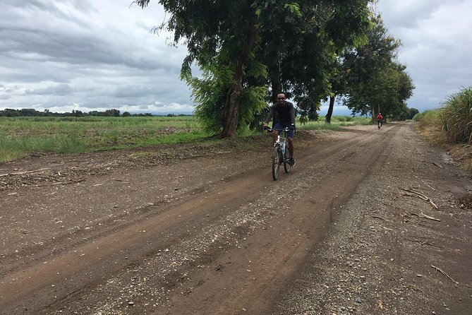 Cycling through the TPC plantations - Leaving Moshi at 7:30 am