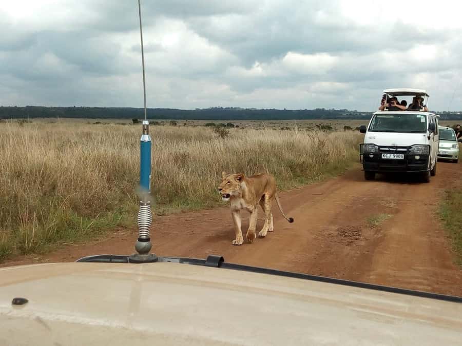 Dar el Salam: Full-Day Mikumi National Park Tour - Key points to know before booking
