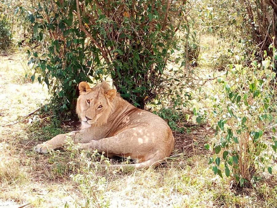 Dar el Salam: Full-Day Mikumi National Park Tour - Four hours from Dar es Salaam to the park