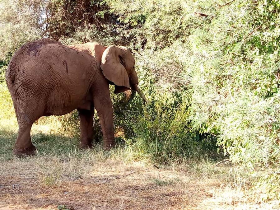 Dar el Salam: Full-Day Mikumi National Park Tour - A safari day split by lunch