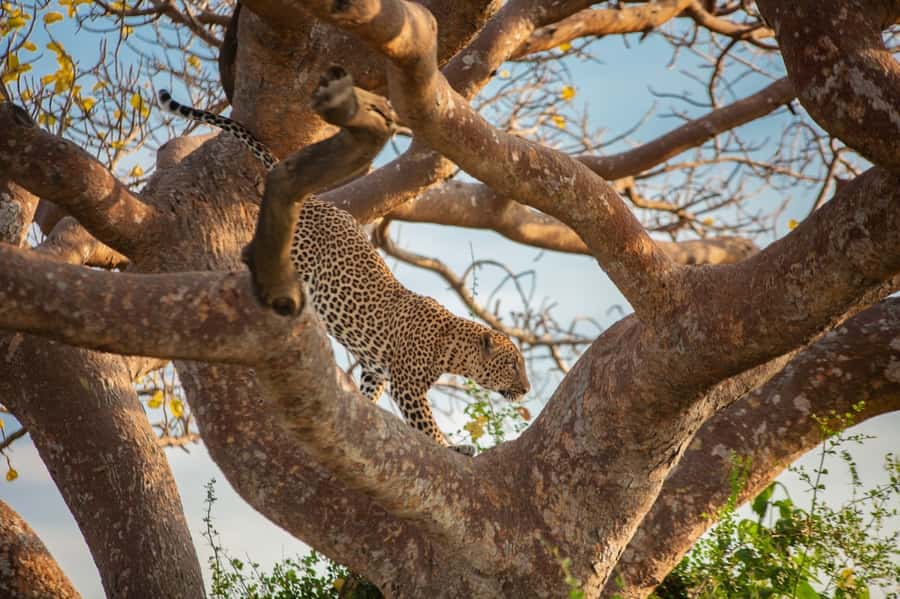 Dar el Salam: Full-Day Mikumi National Park Tour - Wildlife chances, from lions to crocodiles