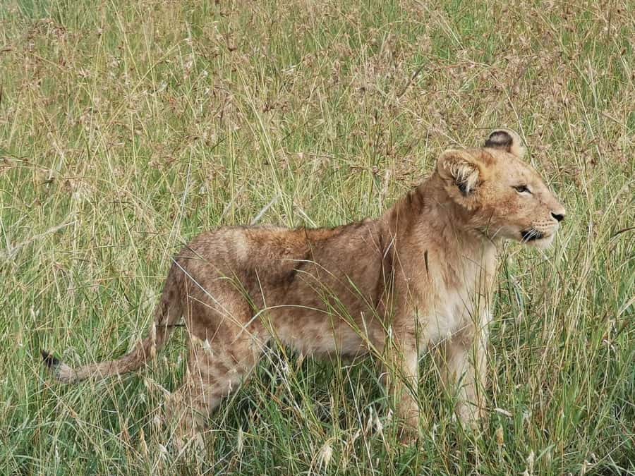 Dar el Salam: Full-Day Mikumi National Park Tour - The long road is both feature and flaw