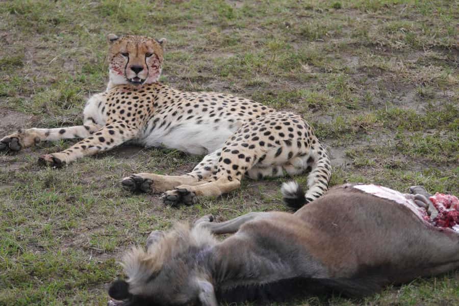 Dar el Salam: Full-Day Mikumi National Park Tour - Guide, language, and group arrangements