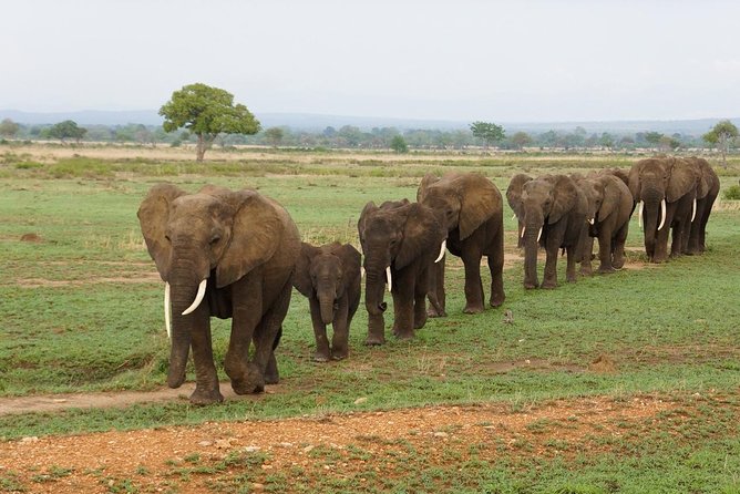 Dar Es Salaam: Day Trip Safari to Mikumi National Park by Train - The important details at a glance