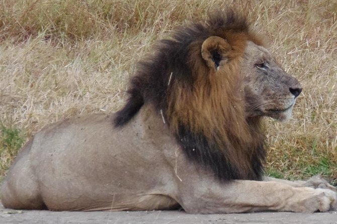 Dar Es Salaam: Day Trip Safari to Mikumi National Park by Train - The afternoon drive and Mikumi’s Little Serengeti