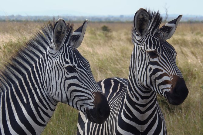 Dar Es Salaam: Day Trip Safari to Mikumi National Park by Train - Who should book this experience?
