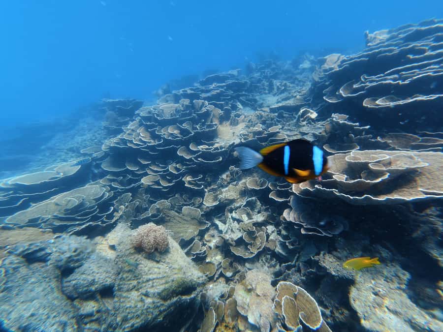 DAR ES SALAAM: MBUDYA ISLAND SNORKELING TOUR & BEACH VIBES - The short forest walk and second beach