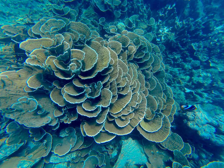 DAR ES SALAAM: MBUDYA ISLAND SNORKELING TOUR & BEACH VIBES - Who will enjoy this island day most?